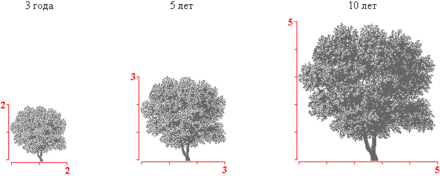 Клен Гиннала крона