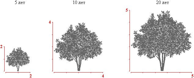 Клен Гиннала крона