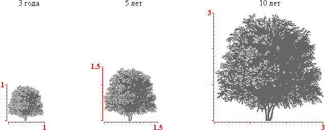 Арония черноплодная крона