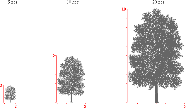 Сколько растет 1 дерево