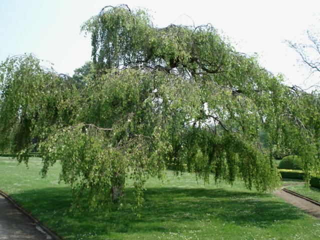 Береза повислая (бородавчатая)/Betula pendula (verrucosa) Как позаботиться о Берёза Повислая