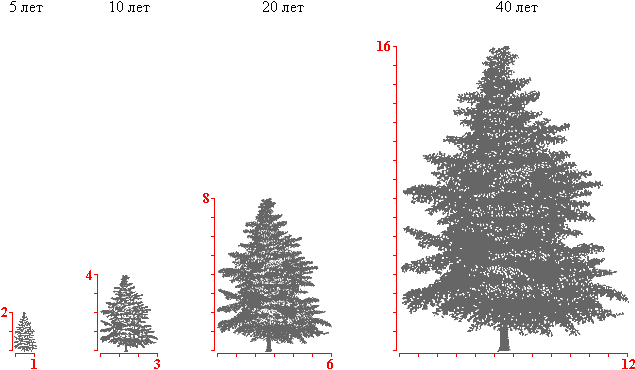 Сколько вырастает ель