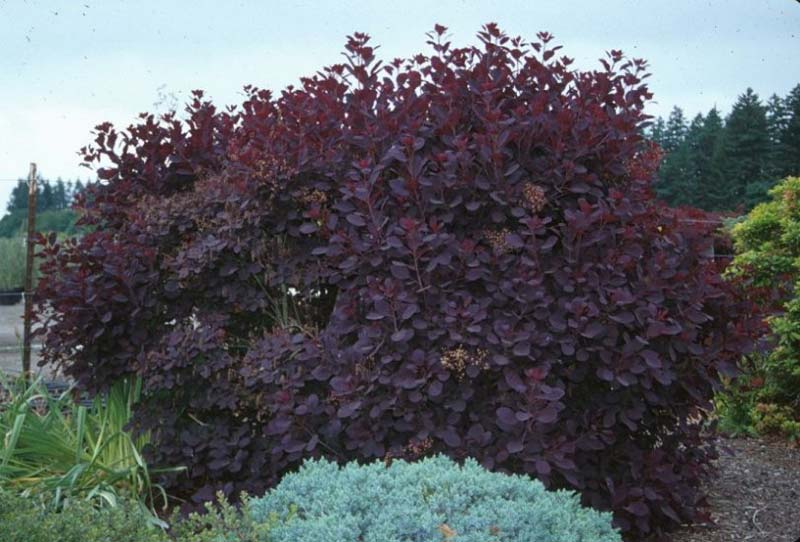 Кустарник с фиолетовыми листьями фото и названия садовые