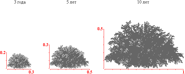 Кизильник прижатый крона