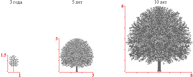 Яблоня домашняя крона