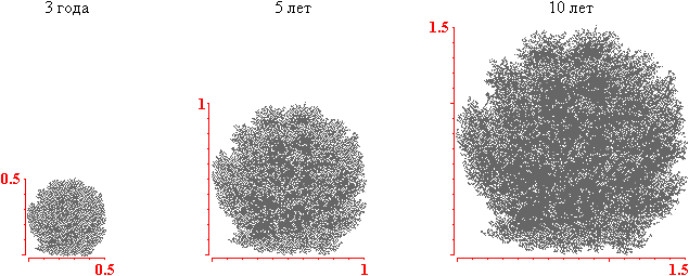 Чубушник Лемуана крона