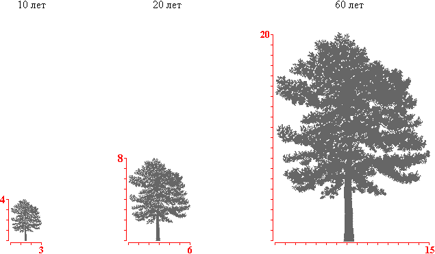 Примерная высота сосны