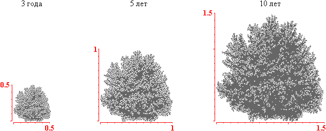 Лапчатка кустарниковая крона