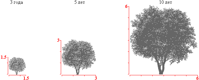 Ива козья крона