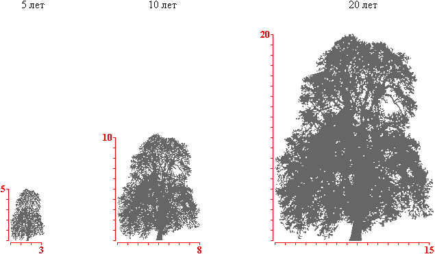 Ива белая Пендула крона